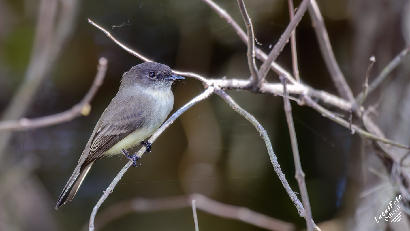 Eastern Phoebe
