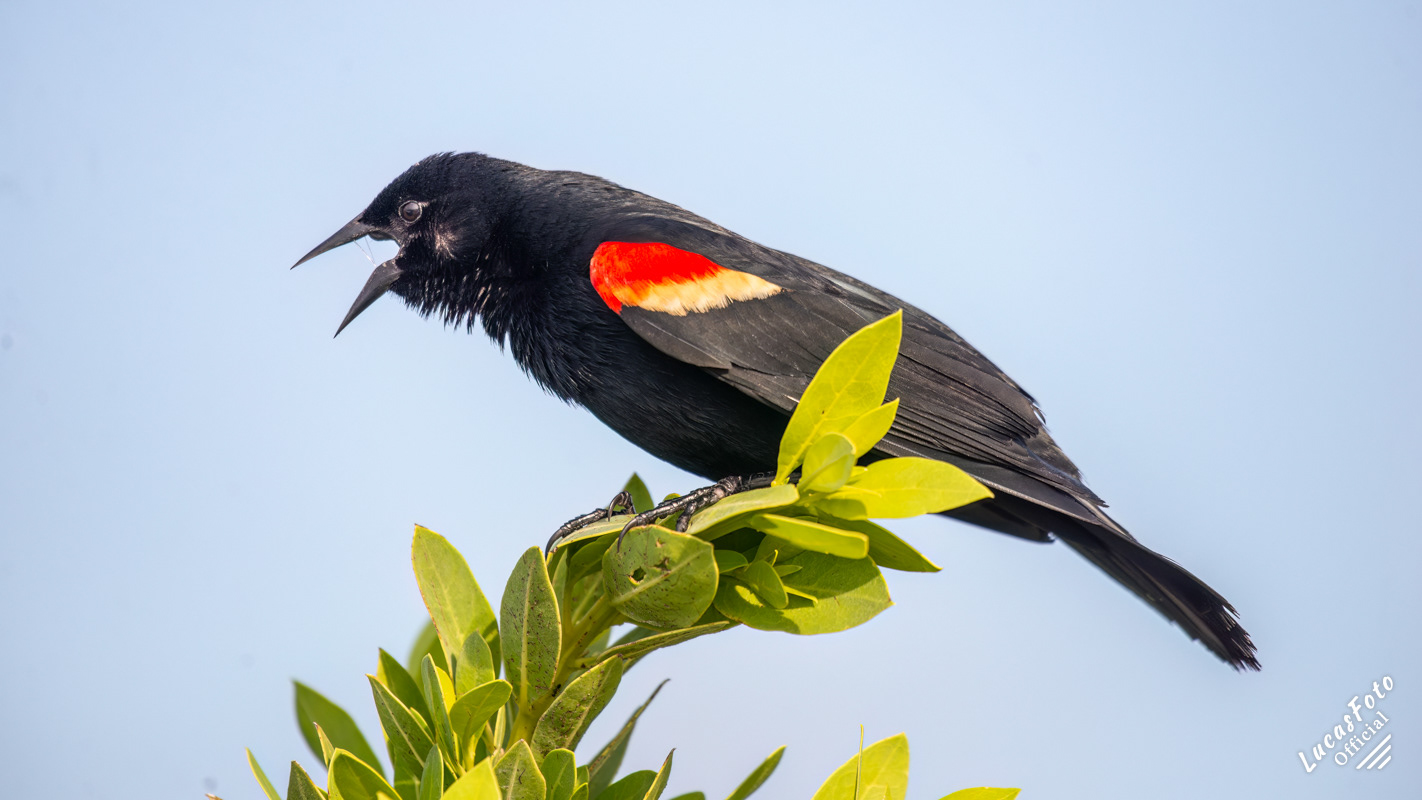 Red-winged Blackbird
