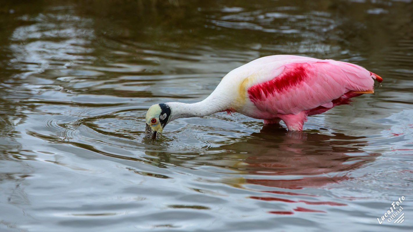 Roseate Spoonbill