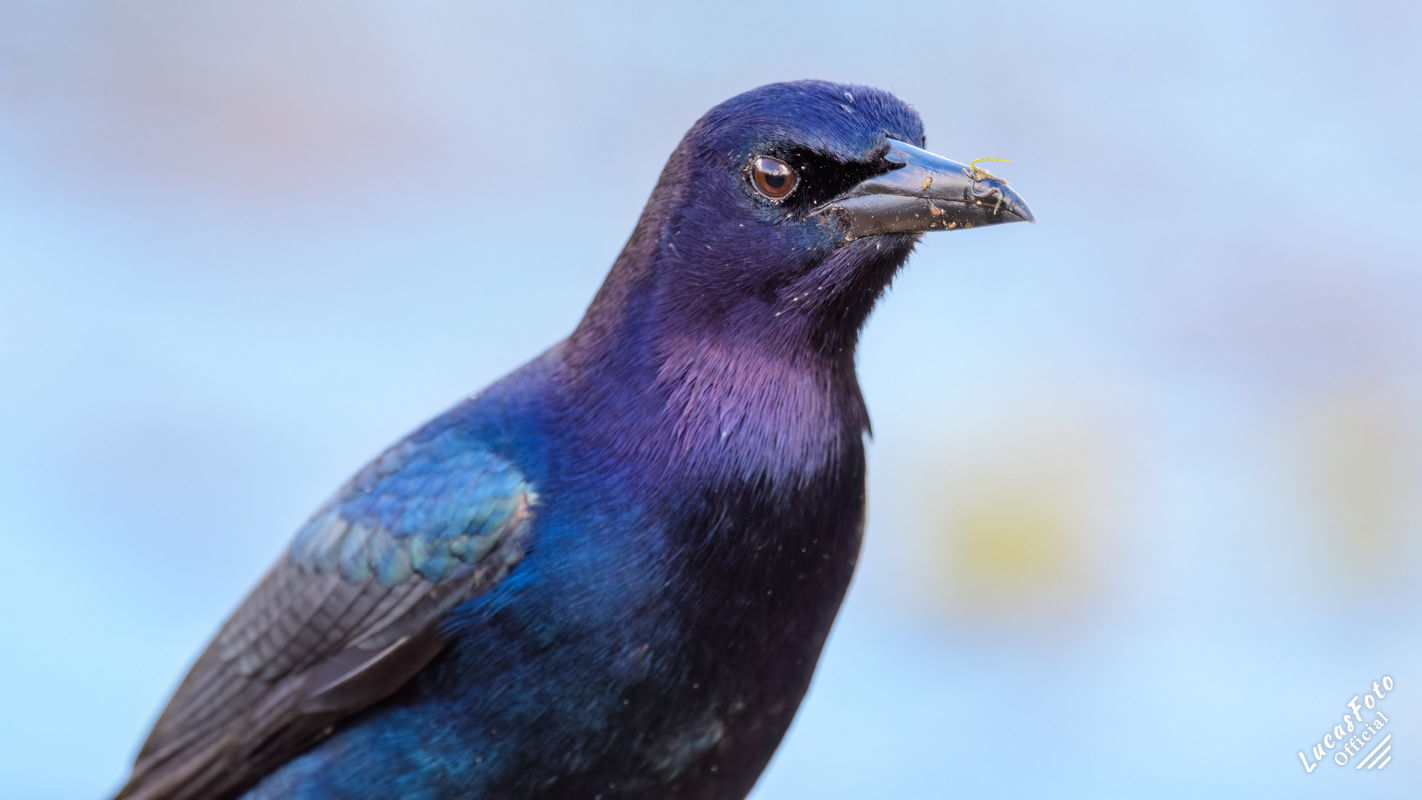Boat-tailed Grackle