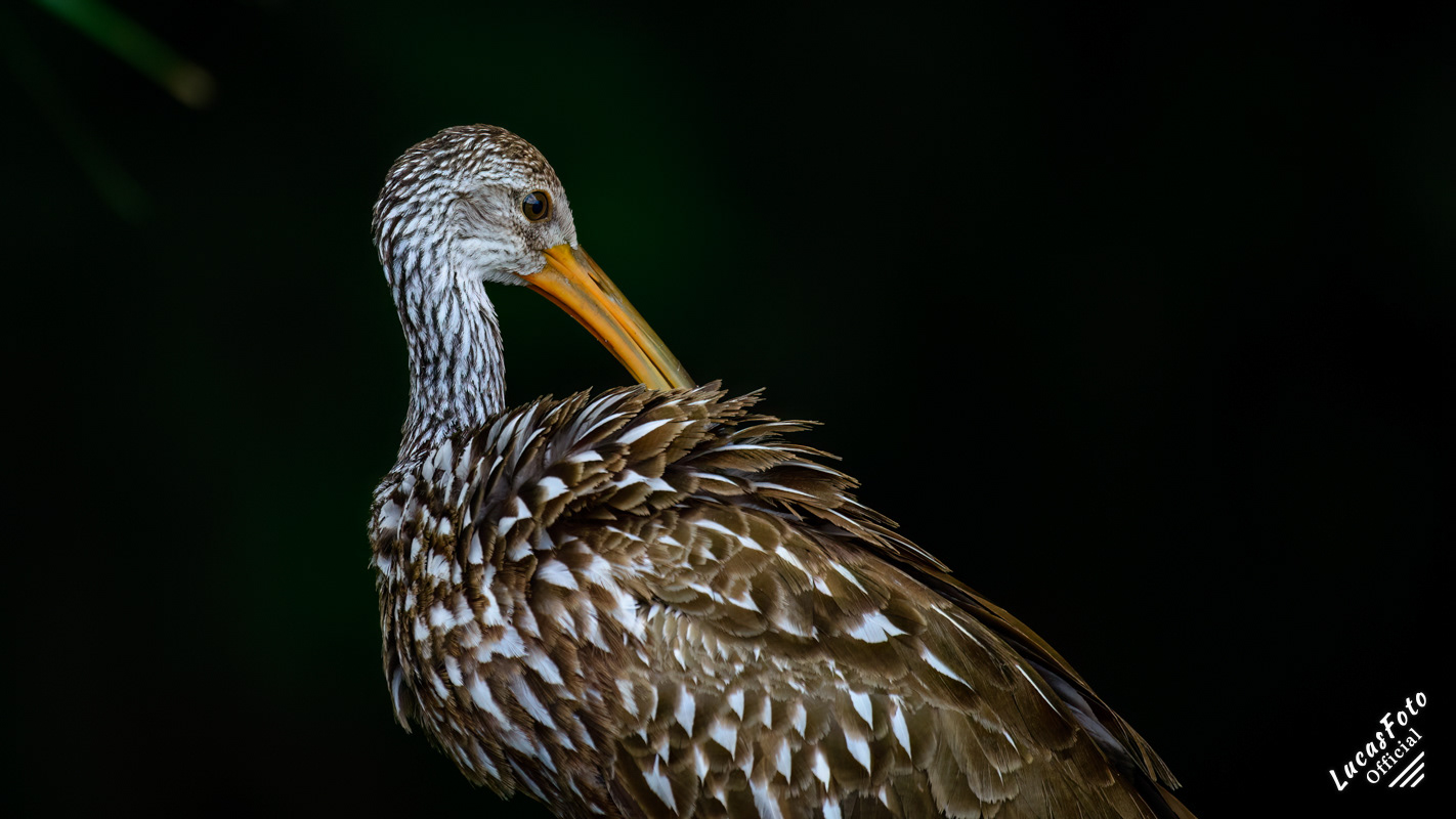 Limpkin