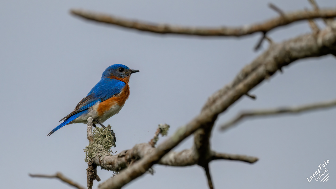 Eastern Bluebird