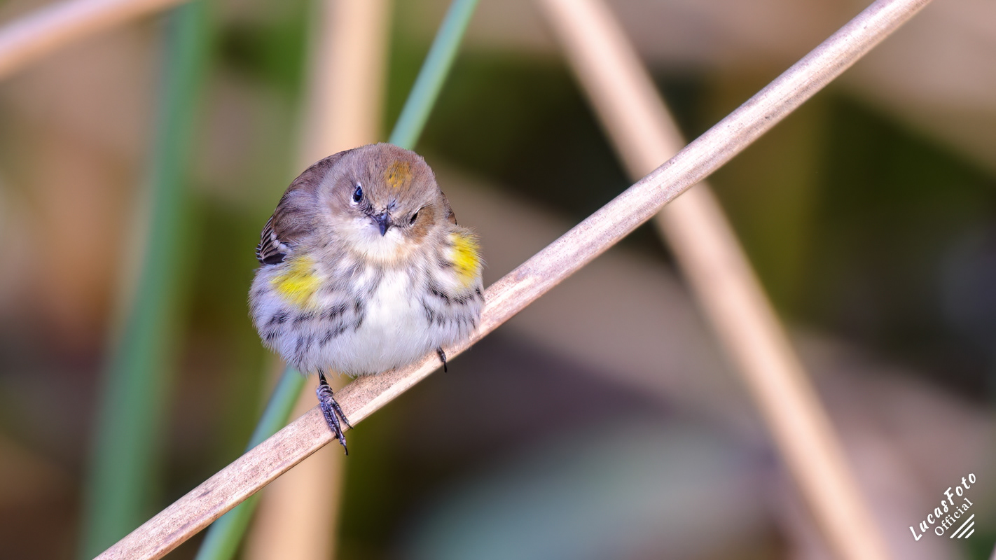 Yellow-rumped Warbler