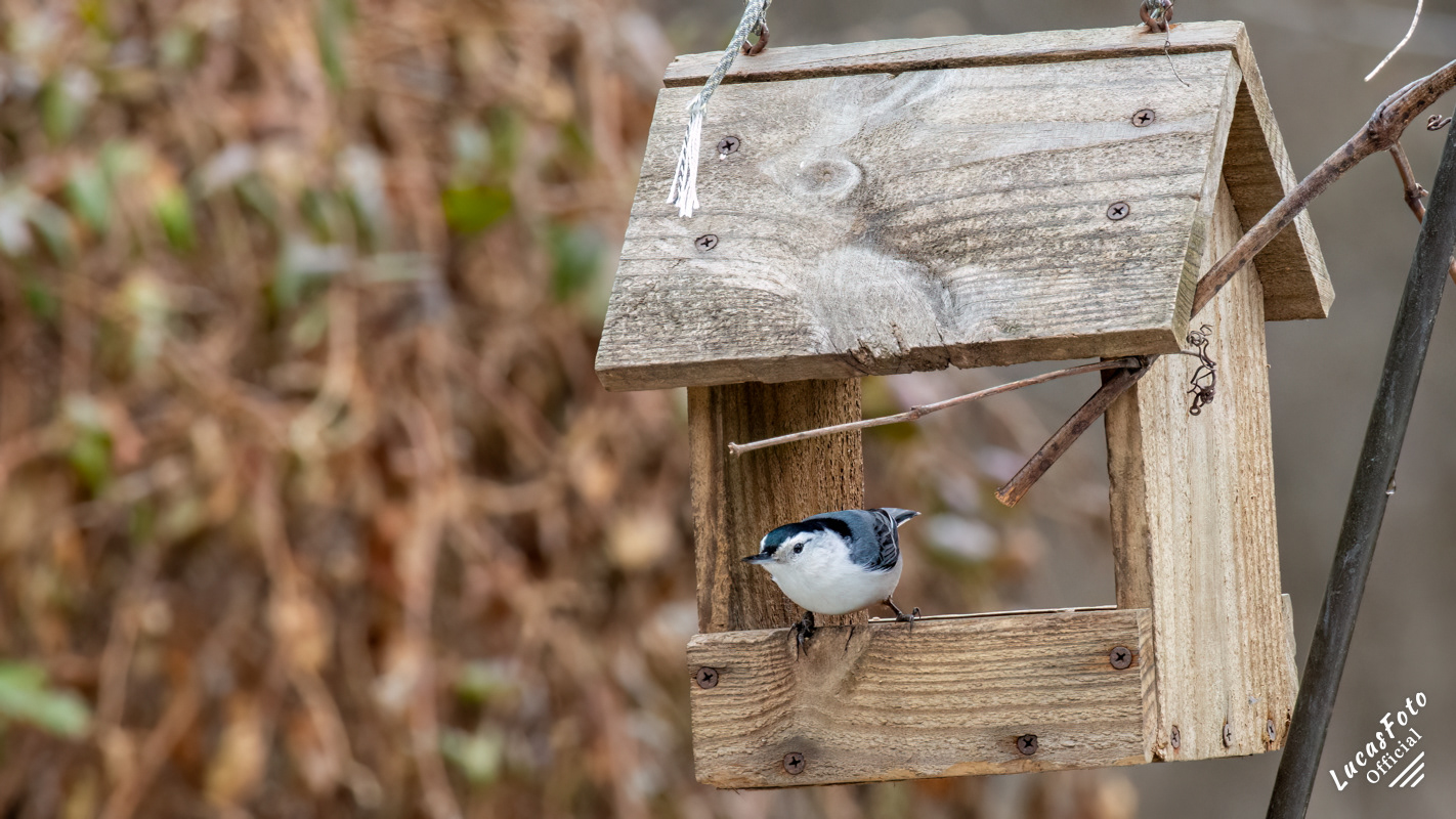 White-breasted Nuthatch
