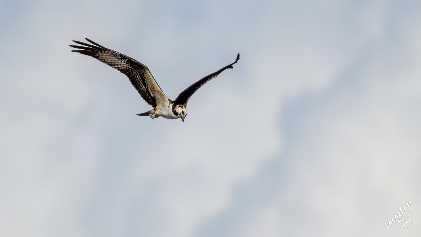 Osprey