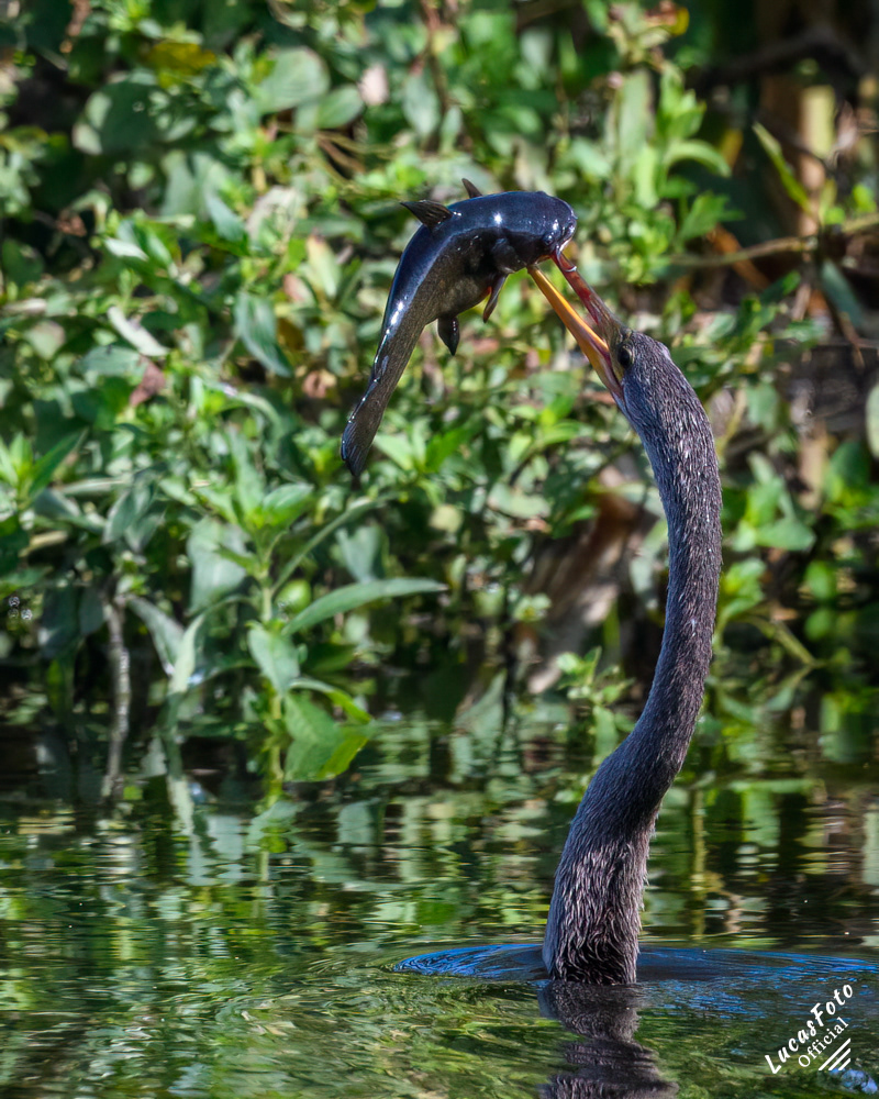 Anhinga