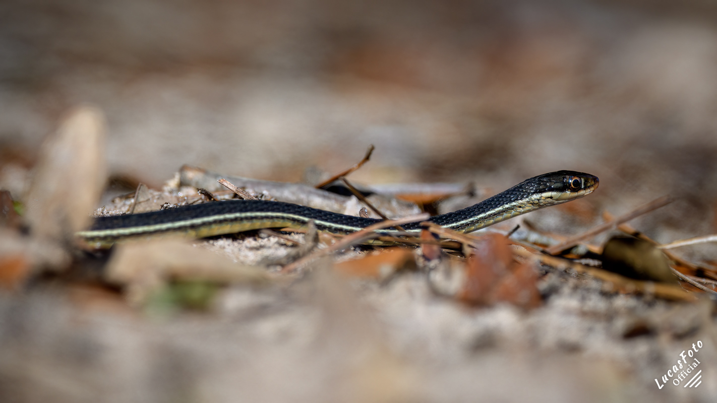 Ground Snake