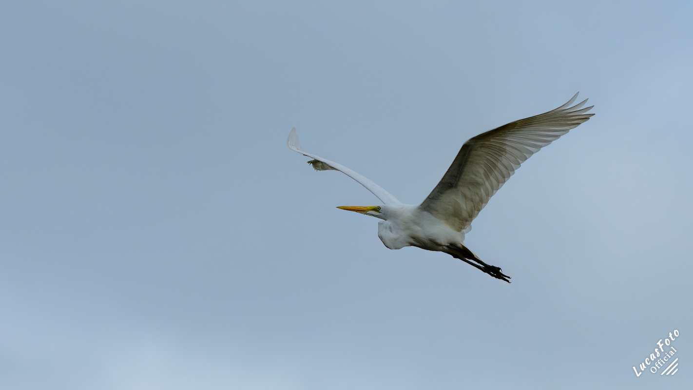 Great Egret
