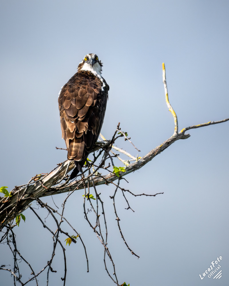 Osprey