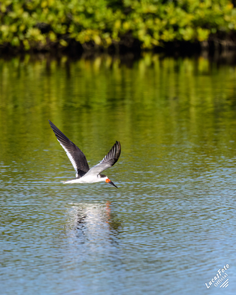 Black Skimmer