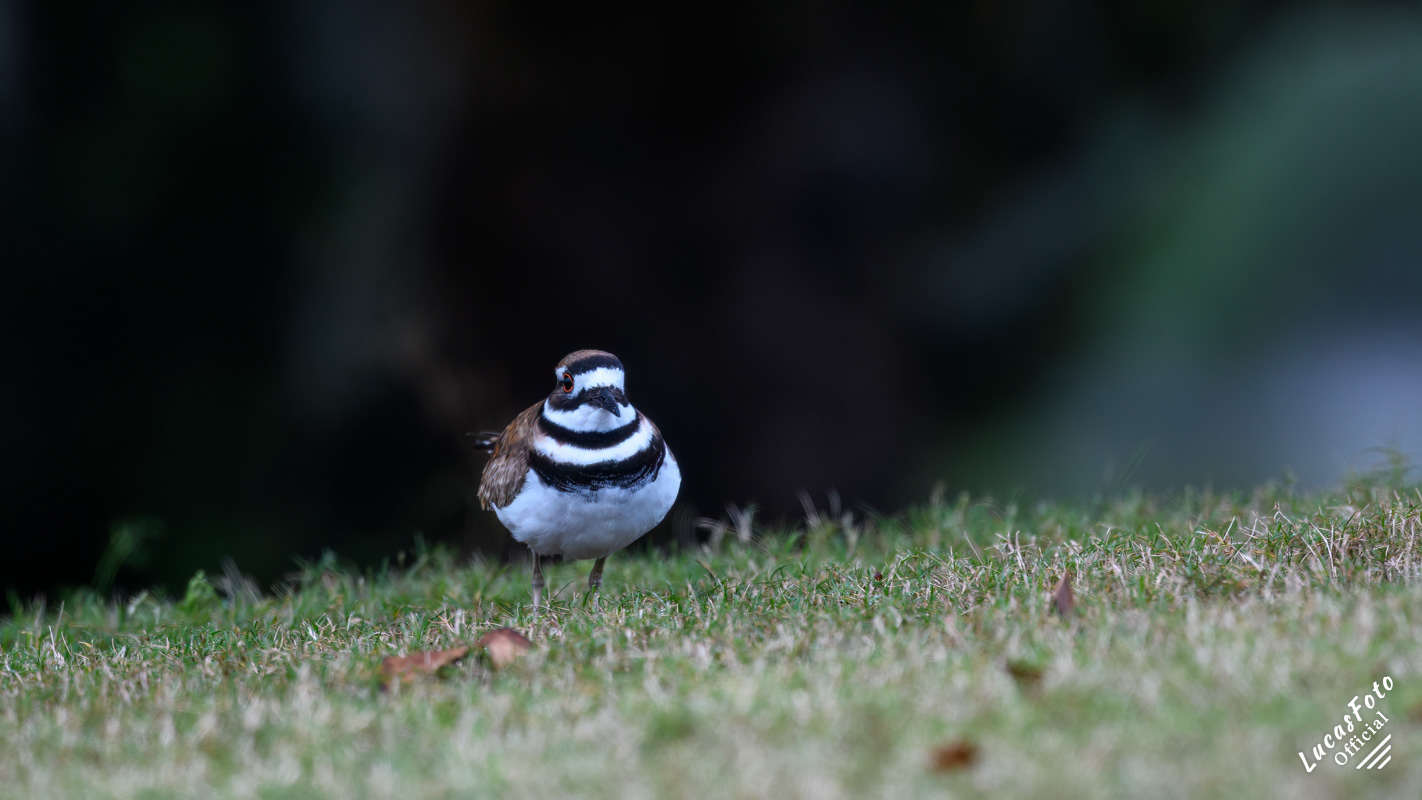 Killdeer