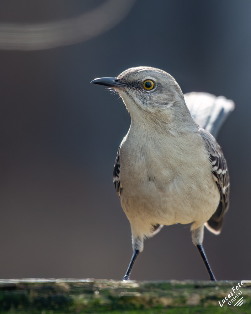 Northern Mockingbird