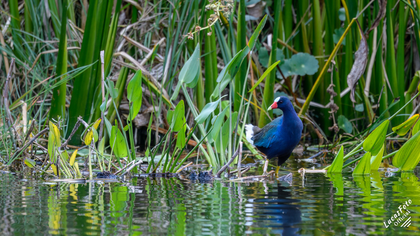 Purple Gallinule