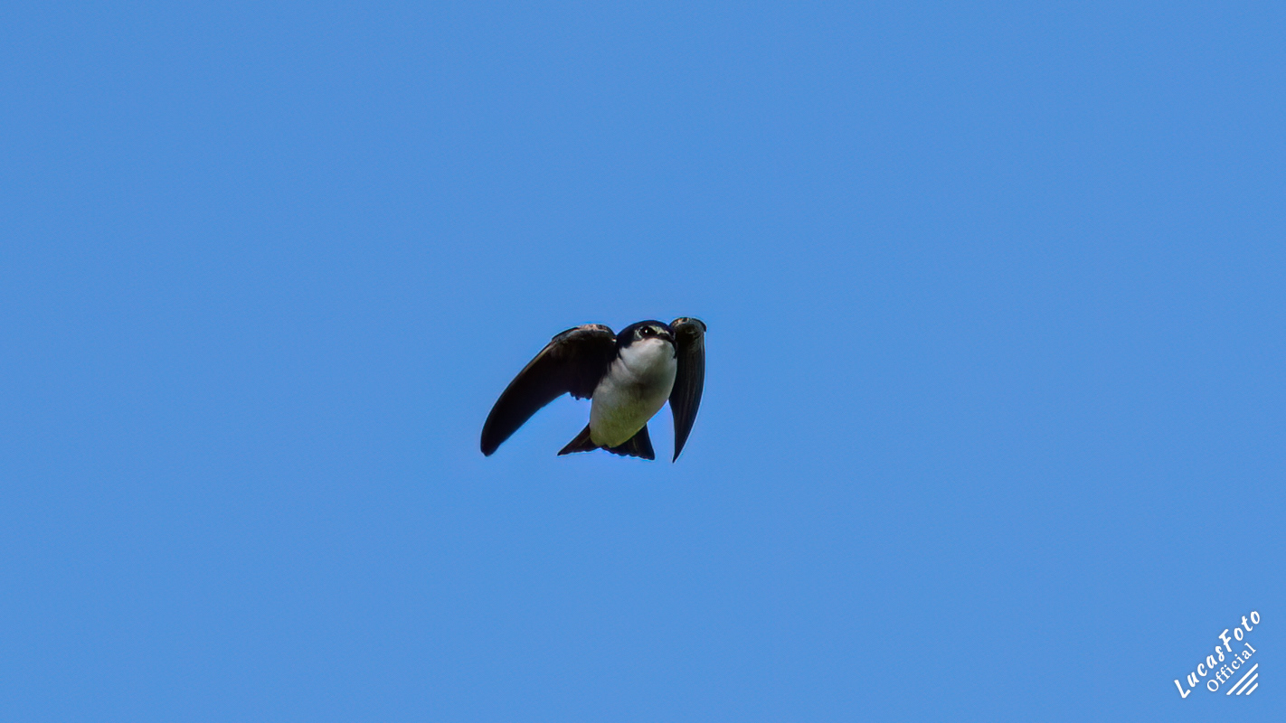 Tree Swallow