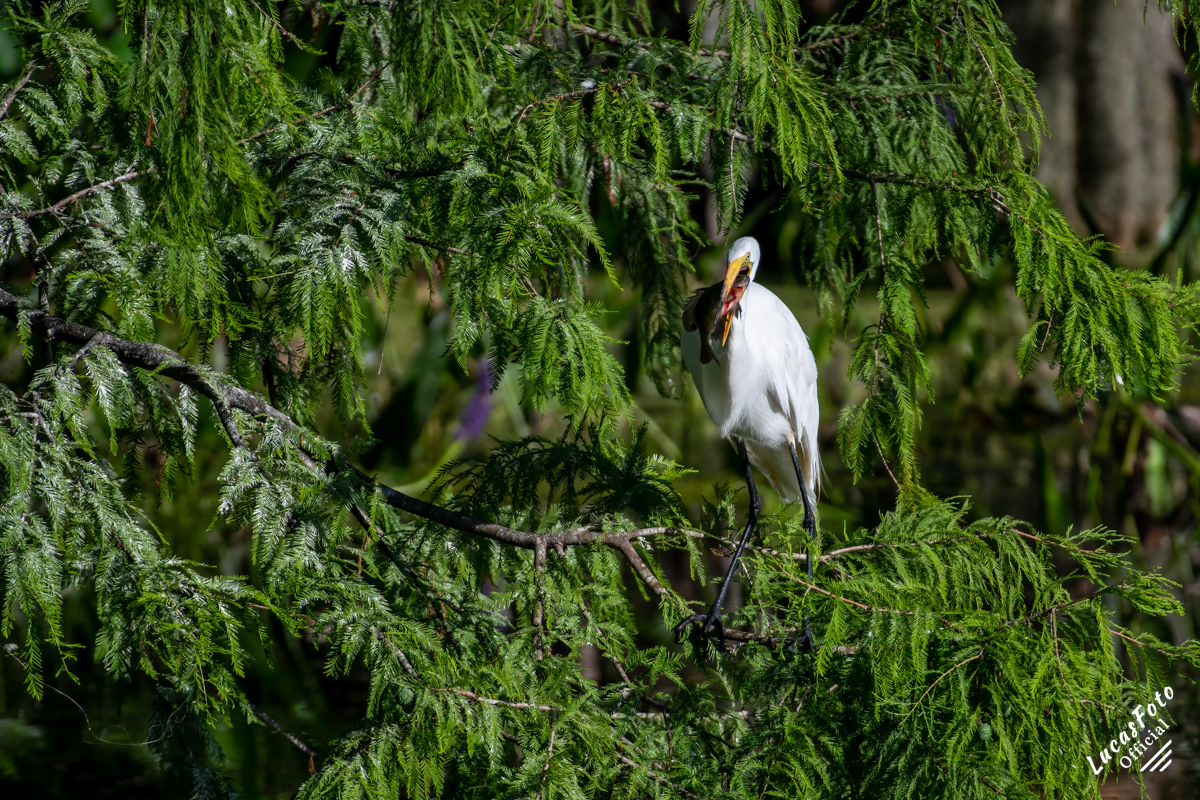 Great Egret