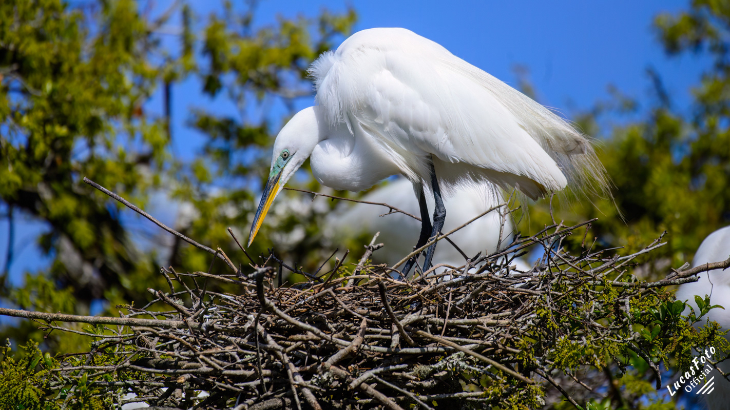 Great Egret