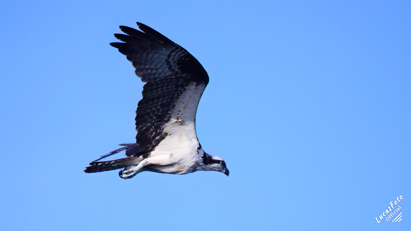 Osprey