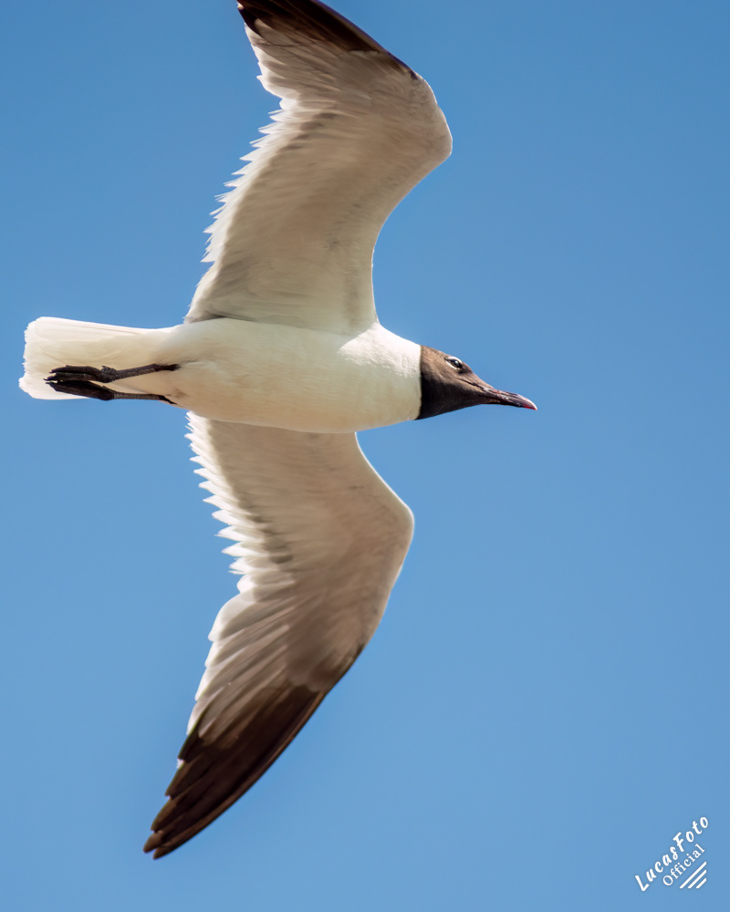 Laughing Gull