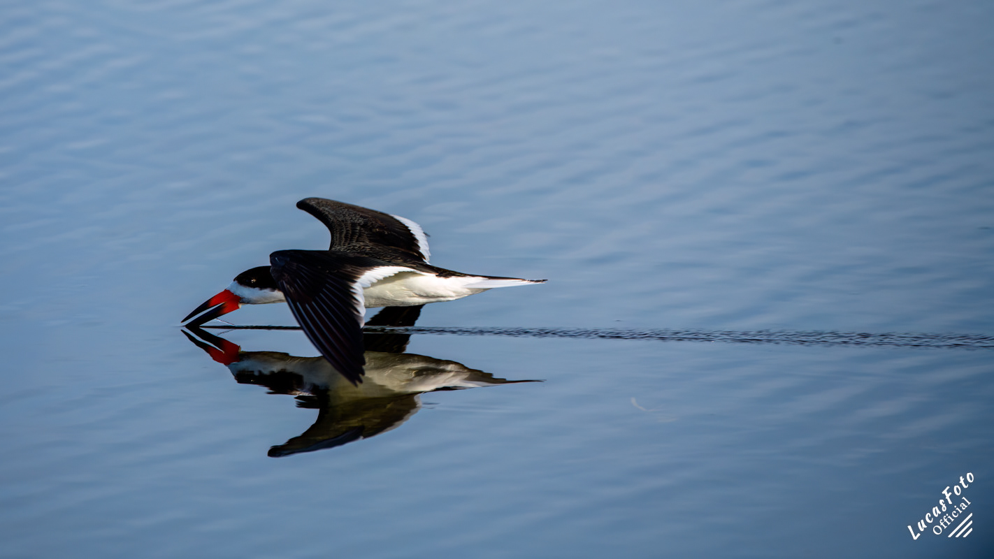 Black Skimmer