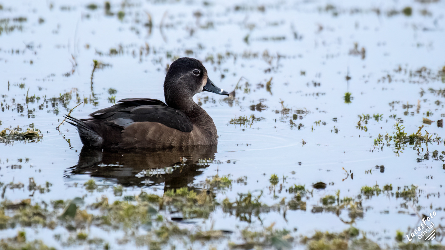 Ring-necked Duck