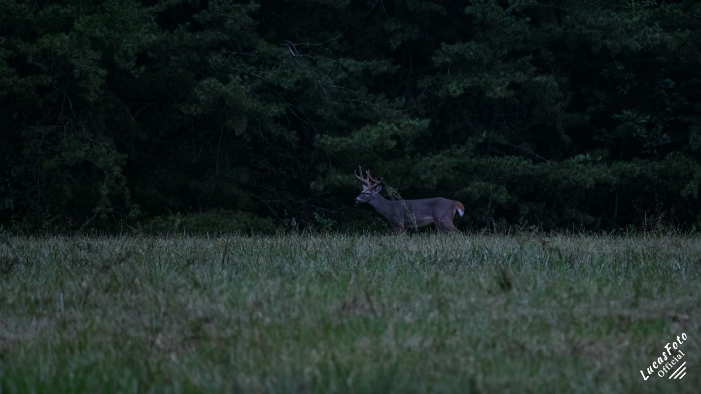 Whitetail