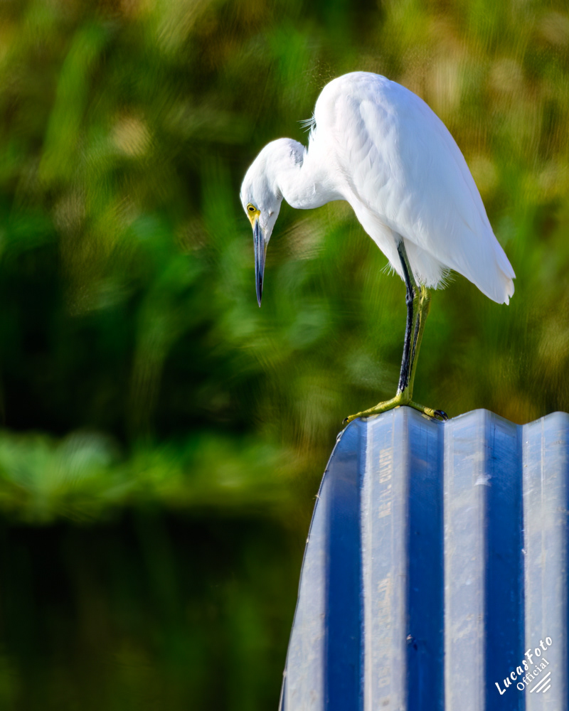 Snowy Egret