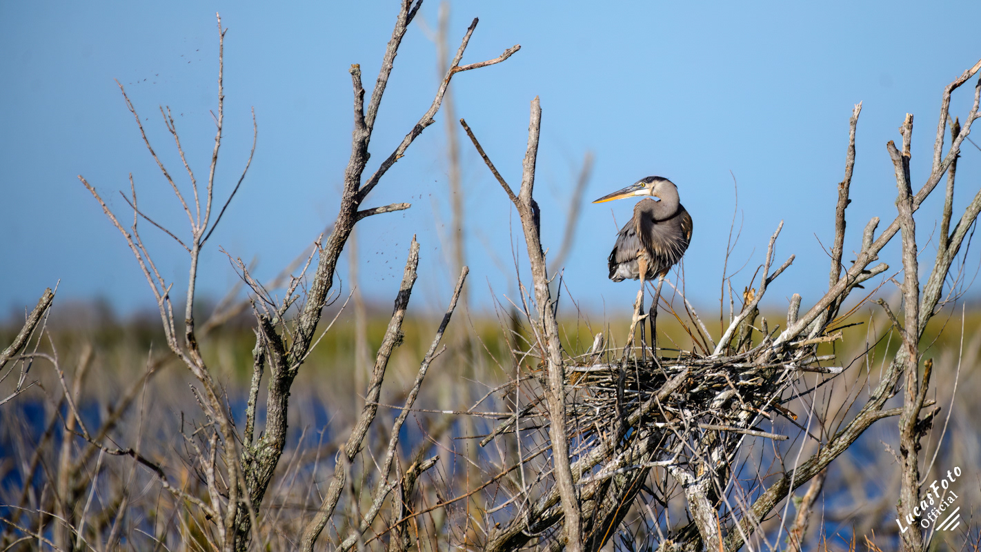 Great Blue Heron