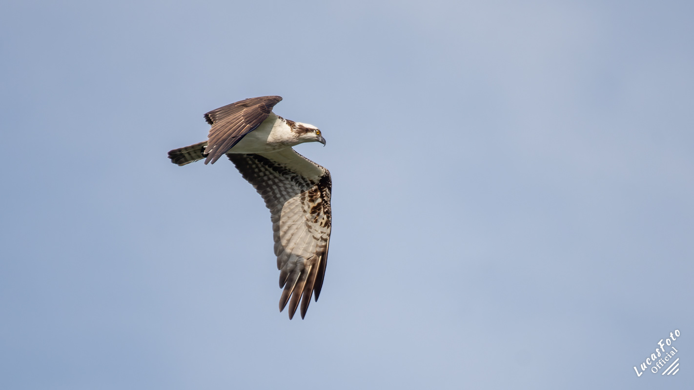 Osprey