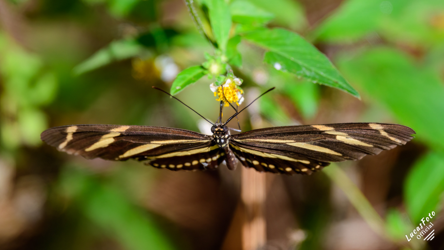 Zebra (Longwing)