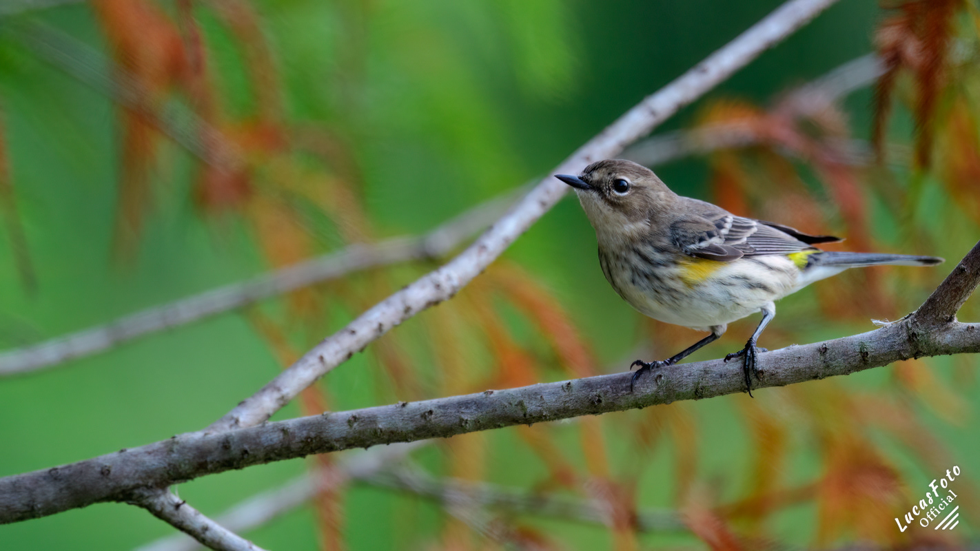 Yellow-rumped Warbler