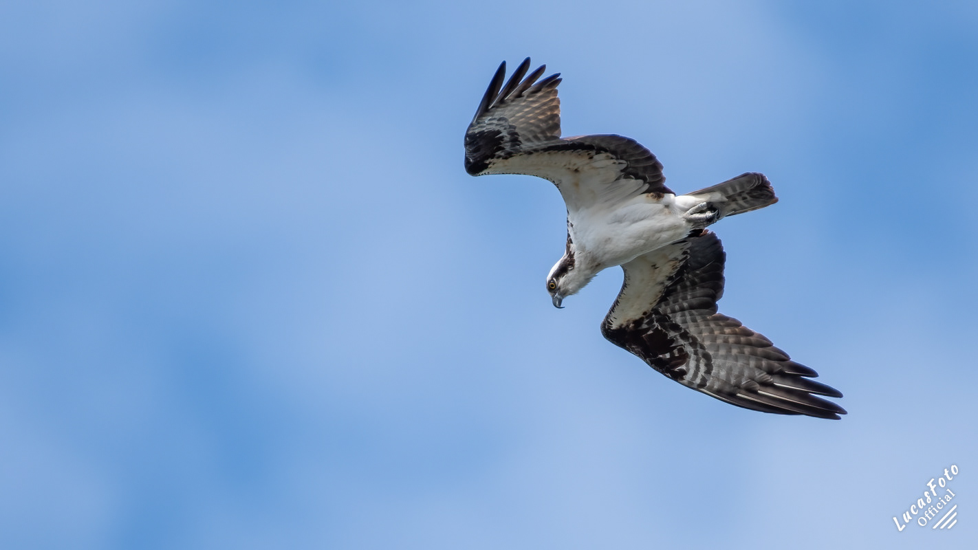 Osprey