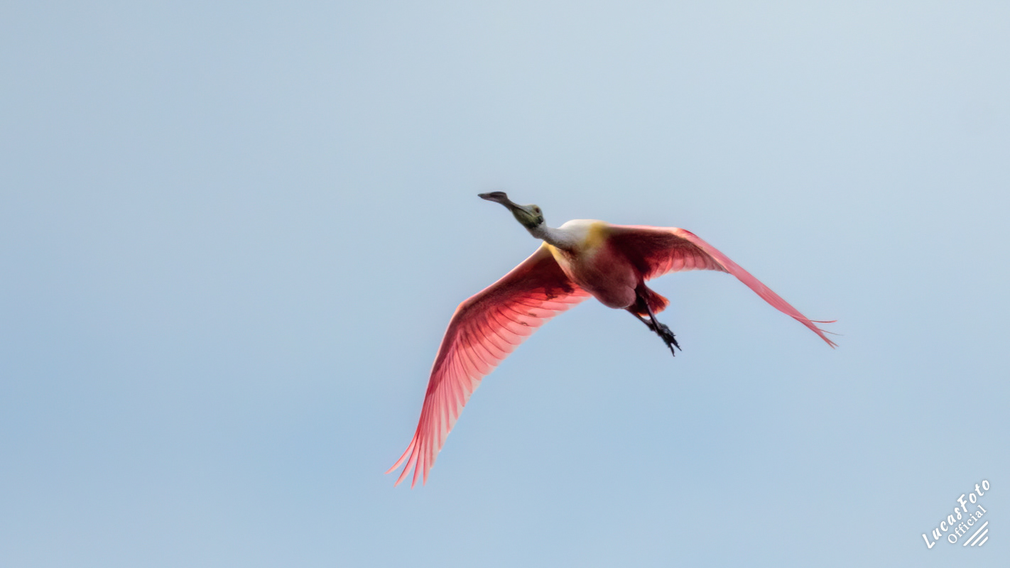Roseate Spoonbill
