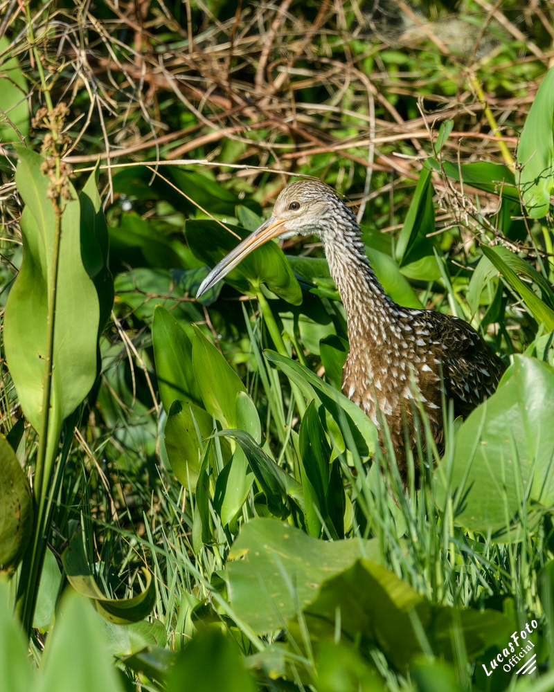 Limpkin