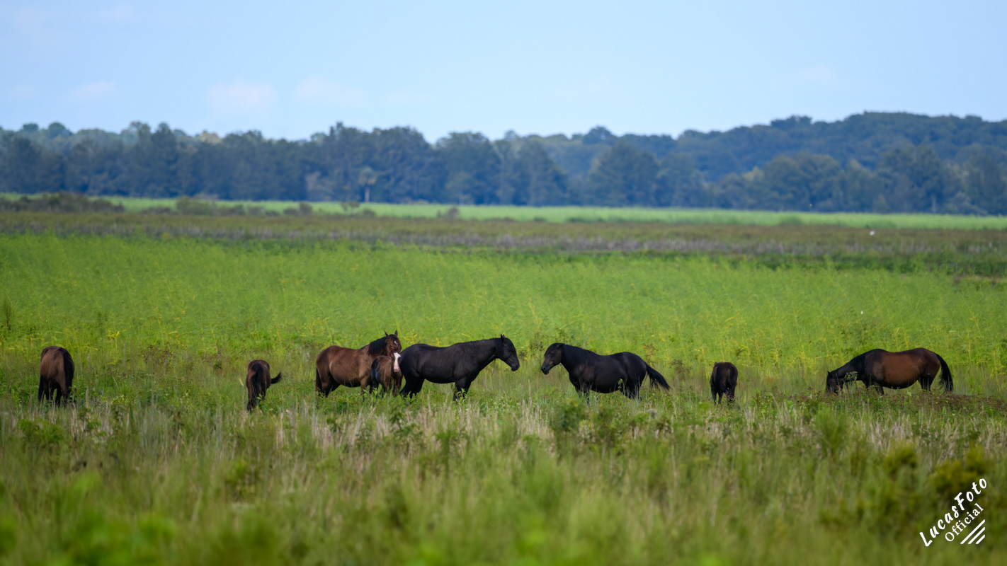 Wild Horse