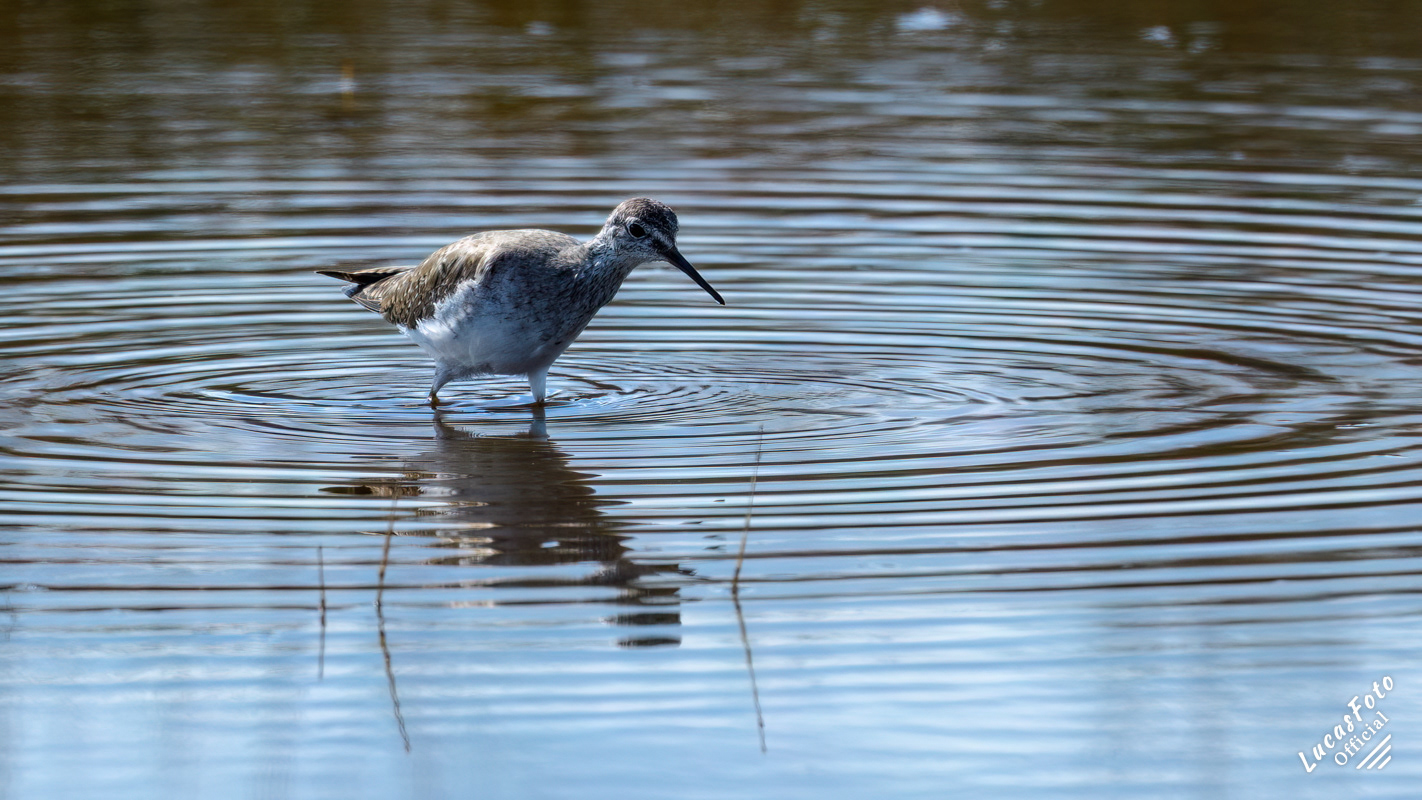 Lesser Yellowlegs