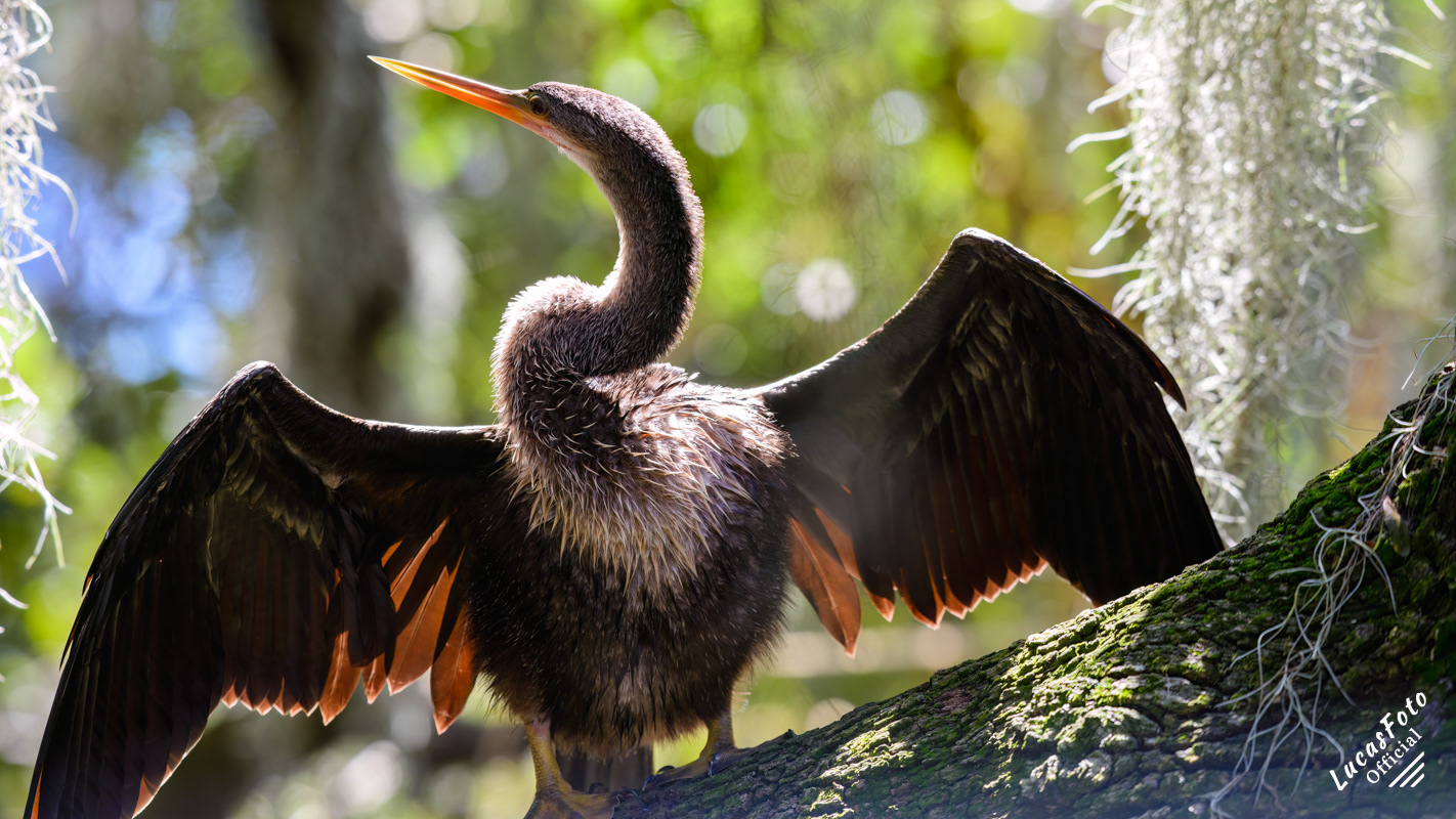 Anhinga