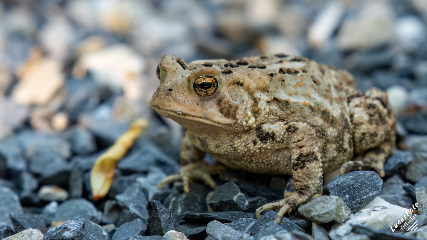  Eastern American toad