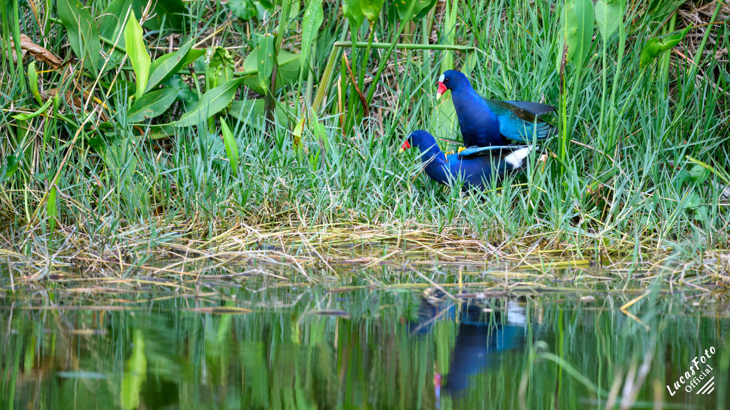 Purple Gallinule