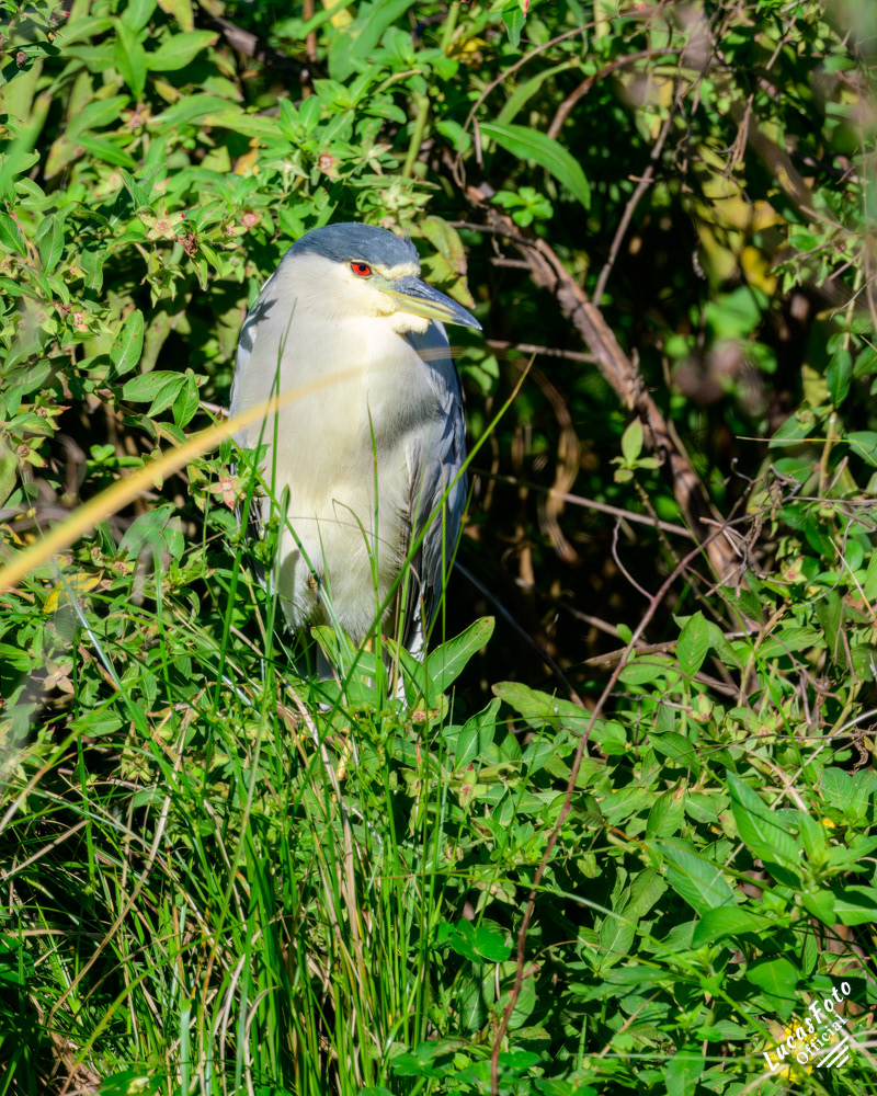 Black-crowned Night Heron