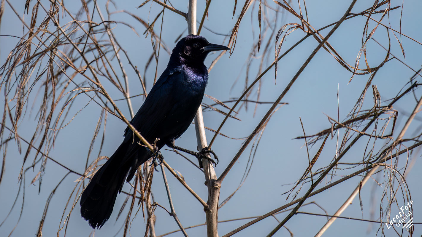 Boat-tailed Grackle