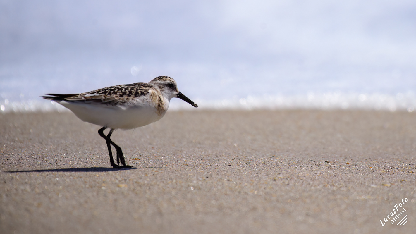 Sanderling
