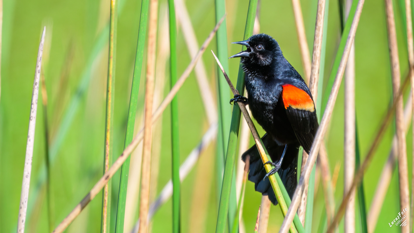 Red-winged Blackbird