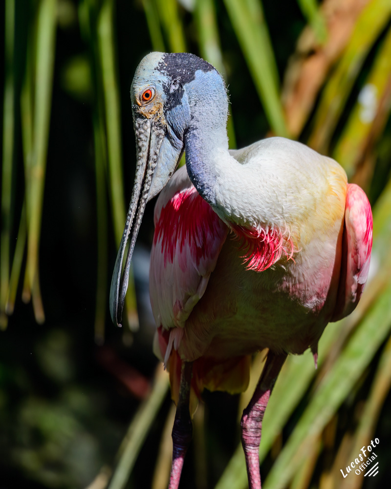 Roseate Spoonbill