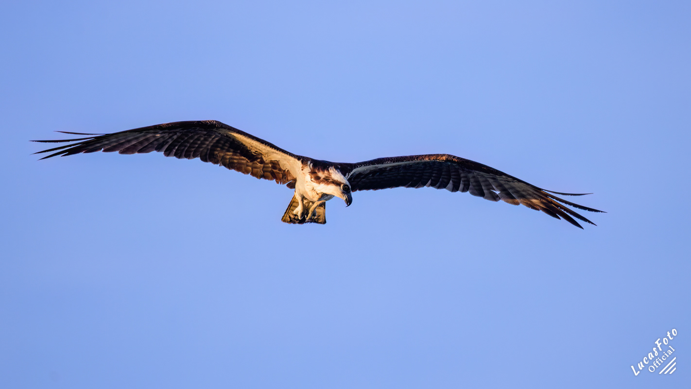 Osprey
