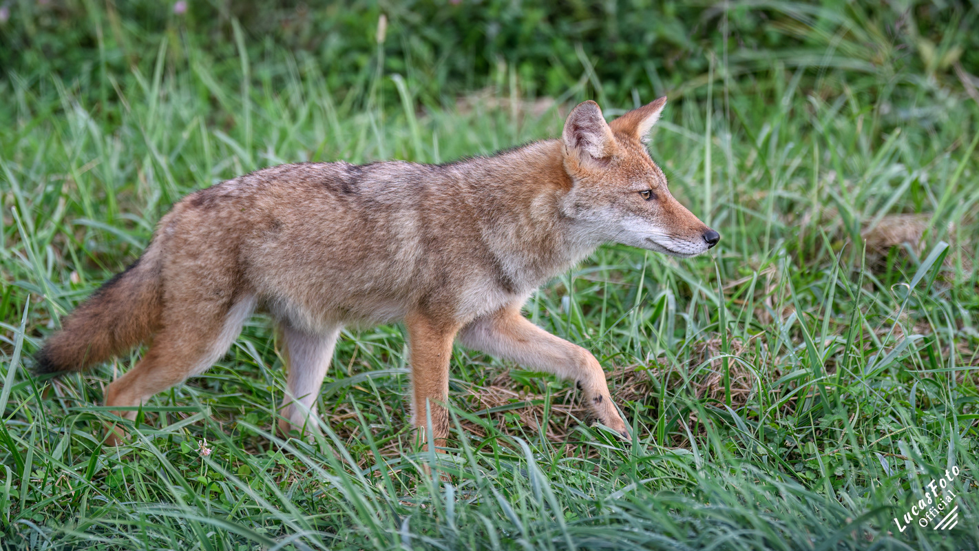 Coyote