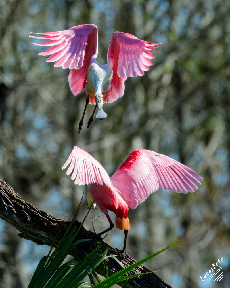 Roseate Spoonbill