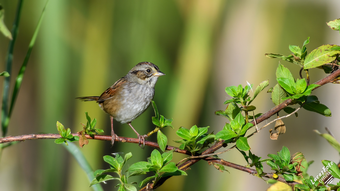 Swamp Sparrow