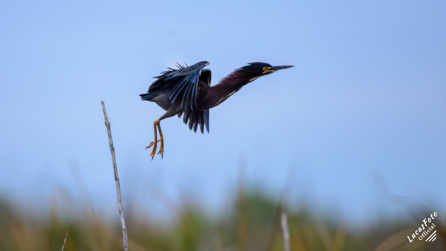Green Heron