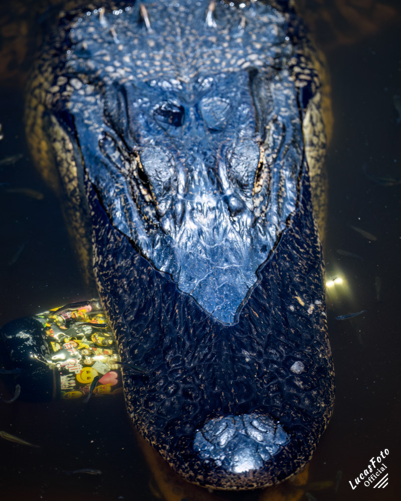 Alligator