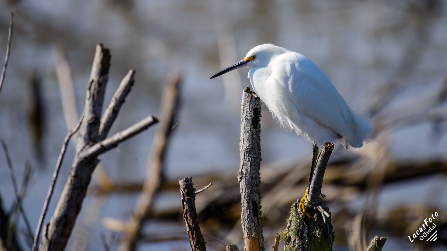 Snowy Egret